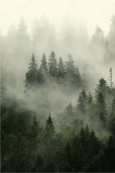 Forêt dense de conifères avec de la brume s'élevant entre les arbres.